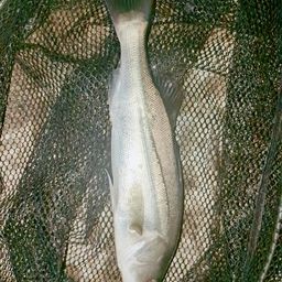 セイゴ（マルスズキ）