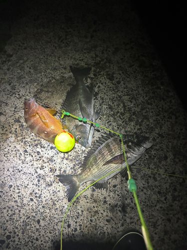 クロダイの釣果