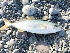 ワカシの釣果