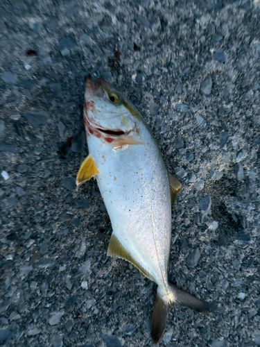 ショゴの釣果