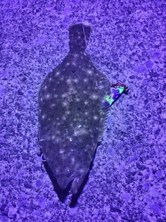 ソゲの釣果