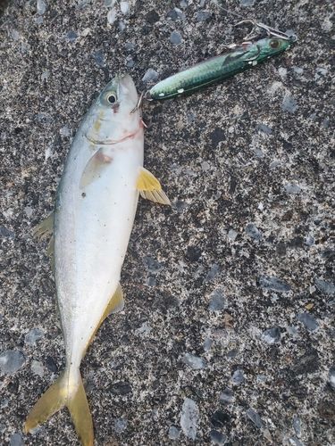 フクラギの釣果