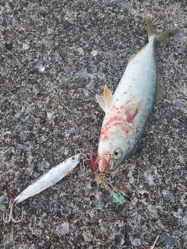 フクラギの釣果