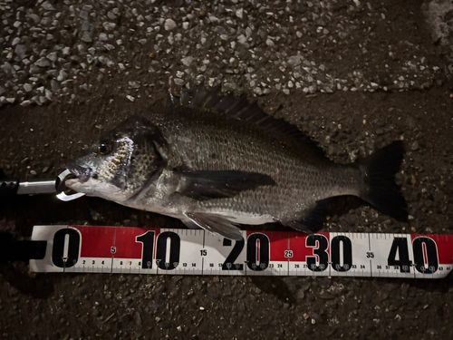 クロダイの釣果