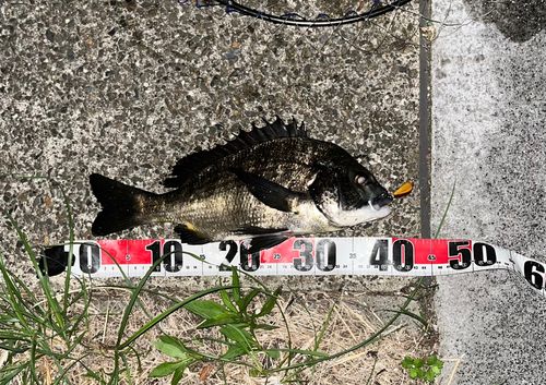 チヌの釣果