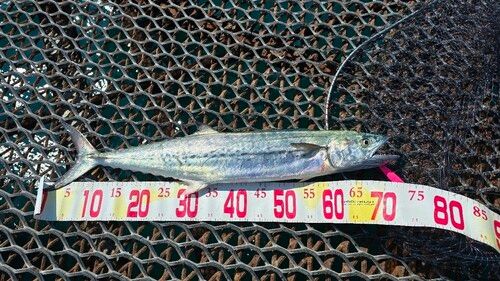 サワラの釣果