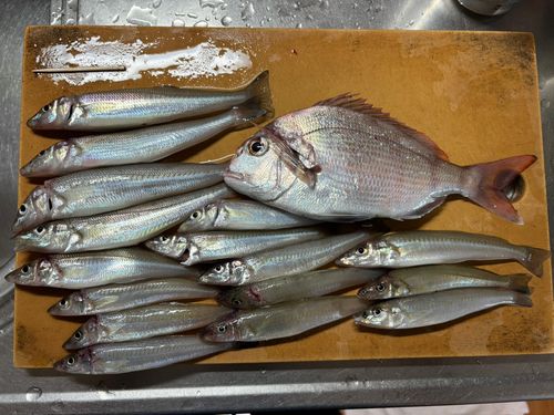 キスの釣果