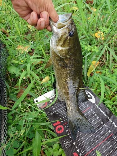 スモールマウスバスの釣果
