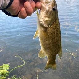 スモールマウスバス