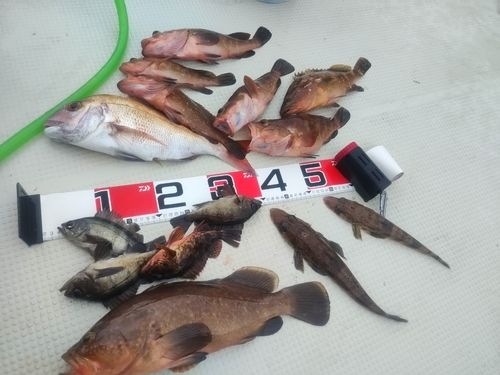 キジハタの釣果