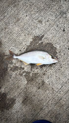 ショゴの釣果