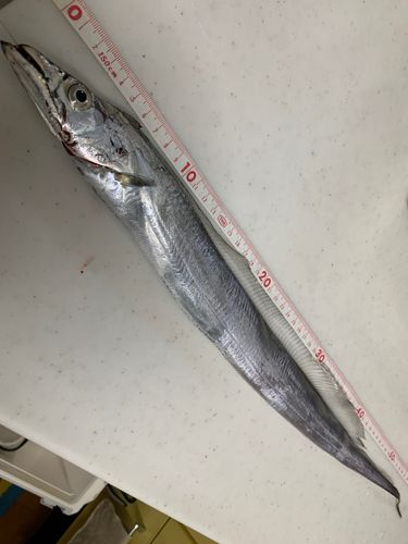 タチウオの釣果