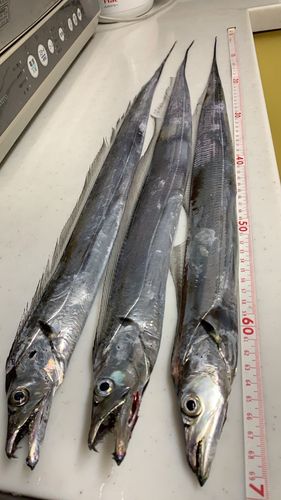 タチウオの釣果