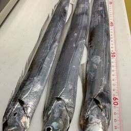 タチウオ