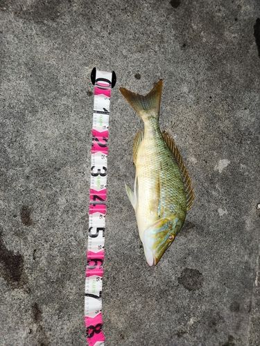 タマンの釣果