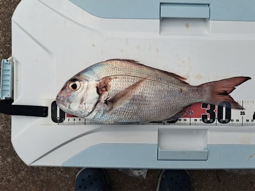 タイの釣果