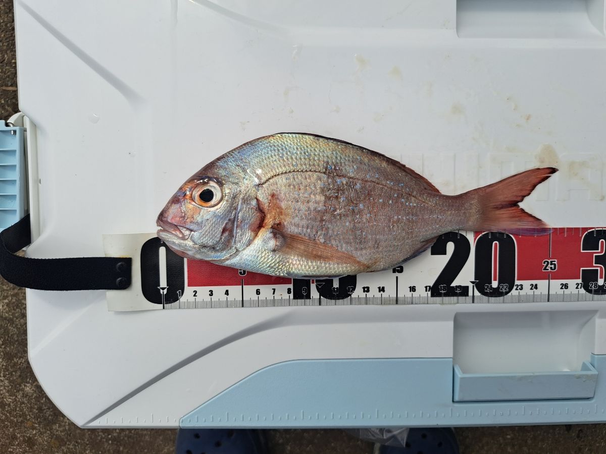 海なし県のヒローさんの釣果 2枚目の画像