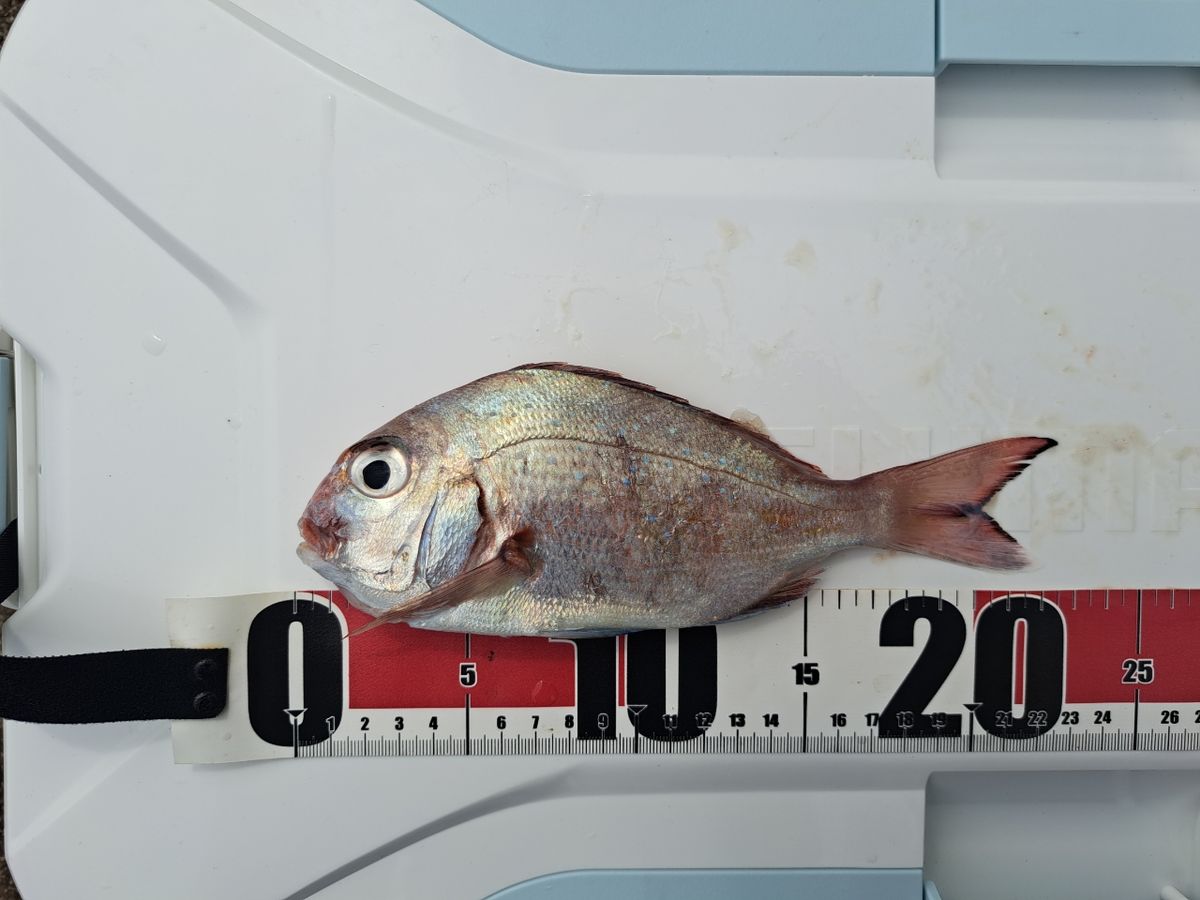 海なし県のヒローさんの釣果 3枚目の画像