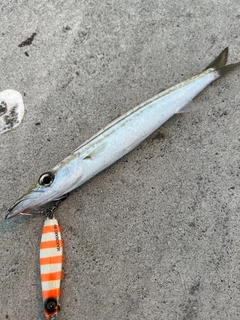 カマスの釣果