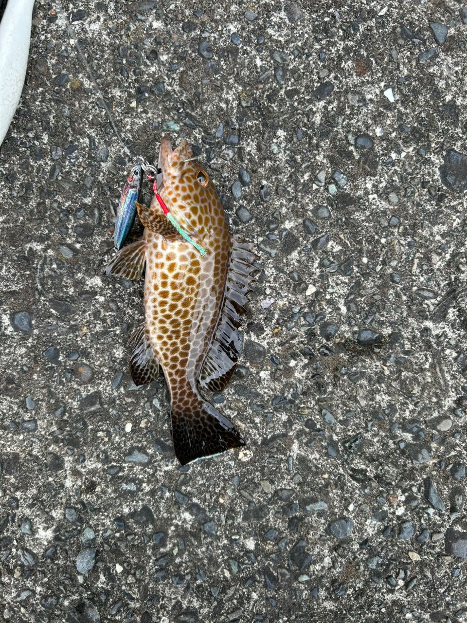 オオモンハタ