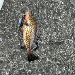 オオモンハタ