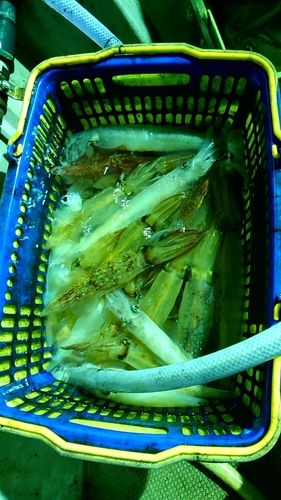 ケンサキイカの釣果