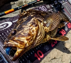 ベッコウゾイの釣果