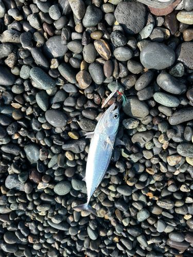 マルソウダの釣果
