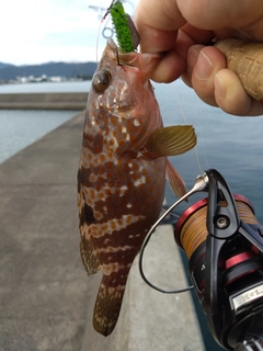 アコウの釣果