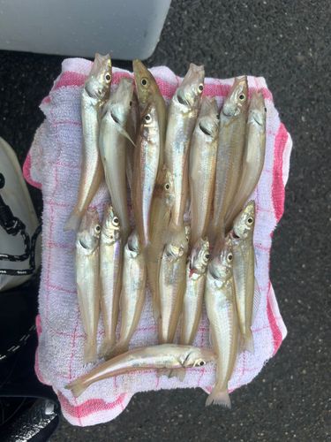 キスの釣果