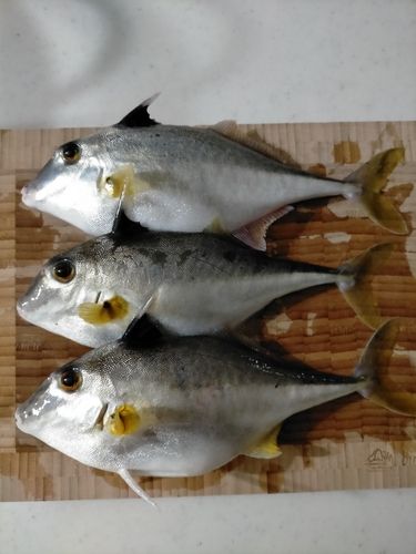 ギマの釣果