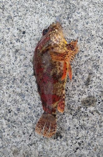 ヨロイメバルの釣果
