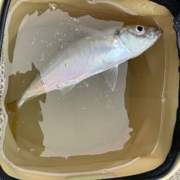 アジ