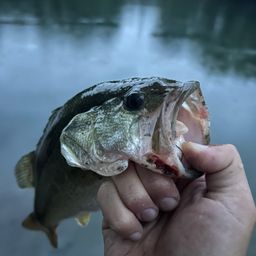 ラージマウスバス