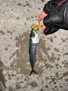 サバの釣果