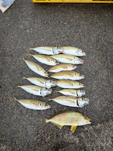 アジの釣果