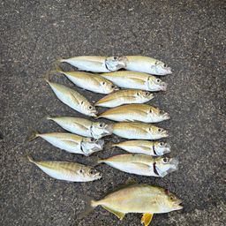 アジ