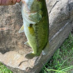 スモールマウスバス