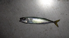 マサバの釣果
