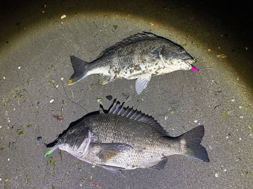 チヌの釣果
