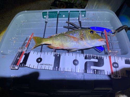 クチナジの釣果
