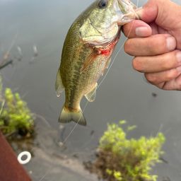 ラージマウスバス