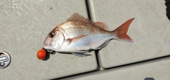 マダイの釣果