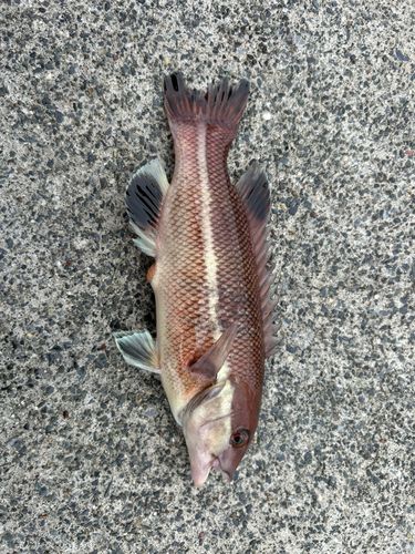 コブダイの釣果