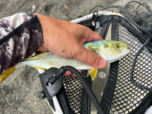 ワカシの釣果