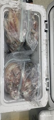 ケンサキイカの釣果