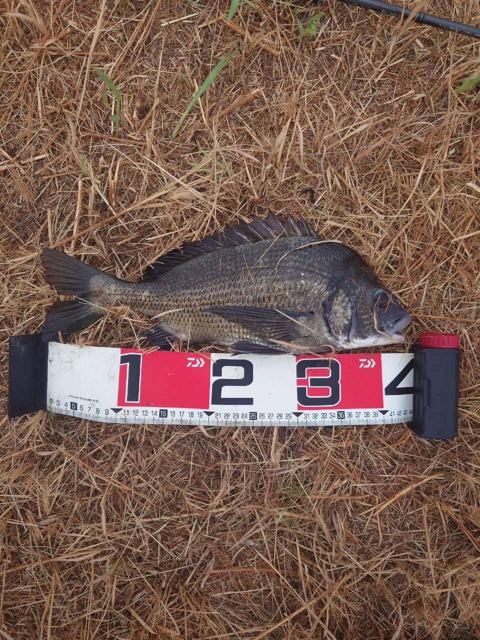 AbuGarcia エラディケーター パワーフィネス EPFS-810MLT-TZの最