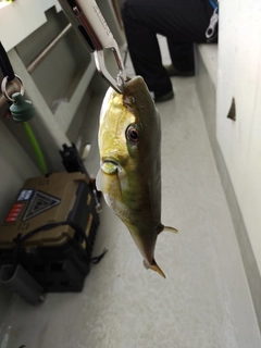 シロサバフグの釣果