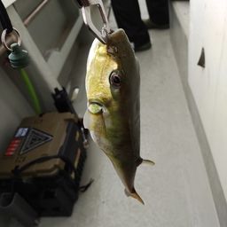 シロサバフグ