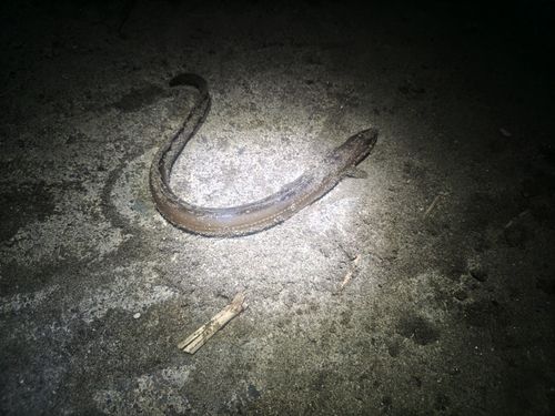 マアナゴの釣果